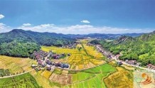 喜看稻菽千重浪——仙游县1.5万公顷水稻开镰收割