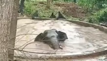亚洲象“失足”掉入2.6米深水池，救援人员砸池放水将其救出
