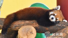 国际小熊猫日 可爱当道的杭州小熊猫前来报到