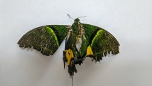 罕见！建阳黄坑发现金斑喙凤蝶！