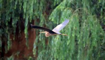 山东相册｜济西国家湿地公园：候鸟的天堂