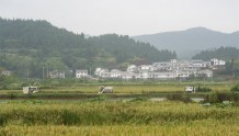 【乡村振兴】遂宁船山：永和家园巨型水稻喜获丰收