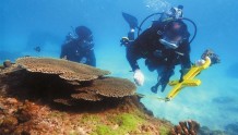 深圳“海中守林人”呵护海底绚丽珊瑚世界