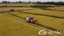 湖北汉川：水稻秸秆综合利用率超90%