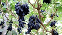 金塔县：“蓝宝石”葡萄成了群众致富果