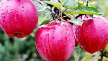 又是苹果成熟季 振兴路上果飘香——礼县苹果产业高质量发展综述