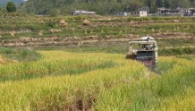 亩产最高1086.89公斤！贵州平塘绿色高产水稻喜丰收