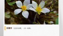 湖湘自然历丨惊鸿一瞥㉓夹缝中生存的珍贵小草
