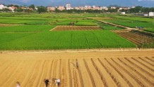 中国农民丰收节为什么定在秋分？