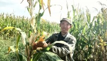高台县黑泉镇：万亩玉米制种基地喜获丰收
