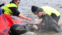 230多头鲸鱼在澳大利亚海滩搁浅，32头获救，200头死亡