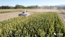 【中国农民丰收节】酒泉肃北：2350亩青贮玉米喜获丰收