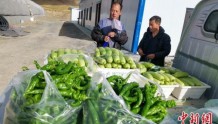 海拔超4200米 西藏康马县大棚蔬菜获丰收