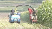 甘肃和政县：“草罐头”让农业增效农民增收