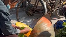 这是“南瓜祖宗”？小镇集市现巨型南瓜直径大如自行车轮，专家：比较少见