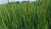  22个省份试种巨型稻，能否让“禾下乘凉”梦成真？
