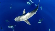 鲨鱼、鳐鱼和银鲛类物种的新希望：重要的鲨鱼和鳐鱼区域