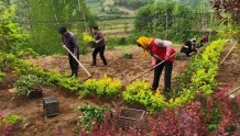 【奋进新征程  建功新时代】临朐县：“点线面”相结合高标准实施乡村绿化工作