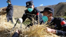 西藏普兰：移民管理警察变身“庄稼汉”助力群众秋收