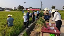 科学防控助水稻高产 据对比试验，植保对晚稻产量贡献率近五成