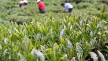 腾冲：“小茶叶”变身乡村振兴的“大产业”