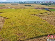 探访广西超级稻产量第一县 袁隆平称赞“再生稻甲全球”