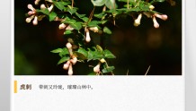 湖湘自然历丨惊鸿一瞥㉘带刺的不只有玫瑰，还有野外的“绣花针”