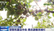 十堰猕猴桃登上央视，预计年产量1.5万吨