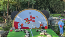 超萌！成都熊猫基地2022级新生大熊猫亮相！