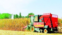 瓜州县锁阳城镇的玉米进入收获期