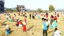 拾稻穗，种蔬菜，做美食…… 湖南安仁县开辟劳动教育新课堂