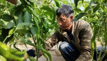 【二十大时光】古浪：发展蔬菜产业推动高质量发展