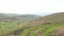 【在希望的田野上】秦州区50.7万亩冬小麦油菜出苗见绿长势喜人