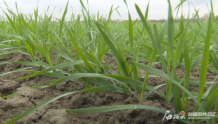 伊犁州直冬小麦播种计划超额完成