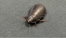  “灭绝”了80多年的蟑螂，是如何又被重新发现的？