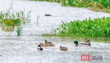水生态修复显成效，杨春湖成野鸭天堂