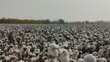 库尔勒市：机械采摘棉花 助农秋收无忧