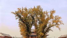 家乡景丨角峪镇近700岁的银杏树叶变黄了