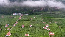 淄博：着力农业现代化 建设数字新乡村