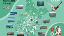 武汉青头潜鸭分布地图发布，11处湿地成它们“最南边的家”
