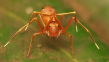 蜘蛛伪装成蚂蚁是为了什么？