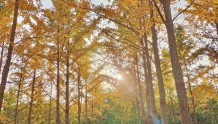 济南黄河千亩银杏林因秋景再度走红，赏秋、打卡也应爱护环境