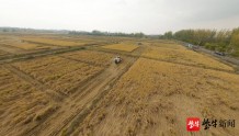 江苏南京：金秋水稻收割忙，稻香里传来“幸福歌”