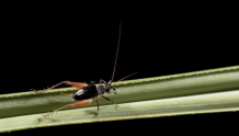 生物多样性再上新，武汉发现新记录物种虎甲蛉蟋