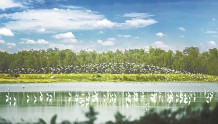 广州建成自然保护地近11万公顷 城内生物多样性保护工作见成效