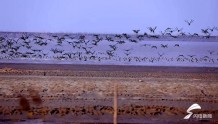 恋上黄河滩丨数万只大雁连续十年到东明黄河滩区越冬