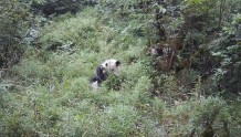 大熊猫、雪豹齐亮相 岩羊、羚牛组团打卡玩自拍