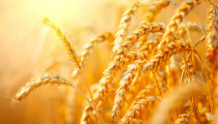山西省2022年新收获小麦质量高于全国水平