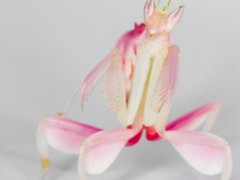 兰花螳螂竟然不是在模仿兰花？