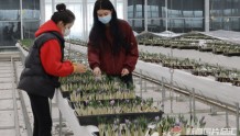 援疆风景线丨温宿县藏红花促进农民就业增收